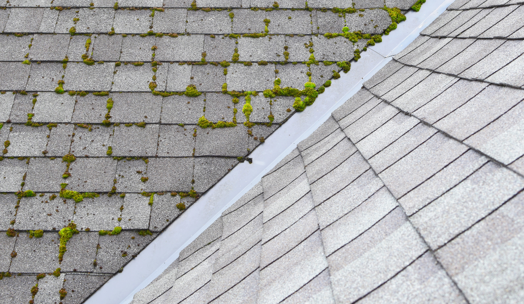 How to Deal with Algae and Moss on Your Roof in Corvallis, Oregon